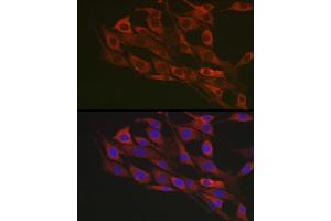 Immunofluorescence analysis of NIH/3T3 cells using Flotillin 1 Rabbit pAb (ABIN6127929, ABIN6140683, ABIN6140684 and ABIN6221813) at dilution of 1:100 (40x lens). (Flotillin 1 anticorps  (AA 128-427))