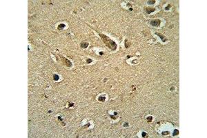 SOX10 antibody immunohistochemistry analysis in formalin fixed and paraffin embedded human brain tissue.