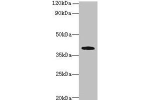 Western blot All lanes: PRPSAP1 antibody at 4 μg/mL + Hela whole cell lysate Secondary Goat polyclonal to rabbit IgG at 1/10000 dilution Predicted band size: 40, 43 kDa Observed band size: 40 kDa (PRPSAP1 anticorps  (AA 1-240))