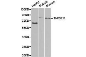 Western Blotting (WB) image for anti-Tumor Necrosis Factor (Ligand) Superfamily, Member 11 (TNFSF11) antibody (ABIN1875141) (RANKL anticorps)
