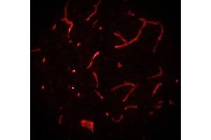 Immunostaining of a cryosection from rat brain.