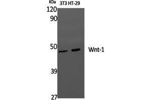 Western Blot analysis of 3T3, HT-29 cells using WNT1 Polyclonal Antibody at dilution of 1:1000. (WNT1 anticorps)