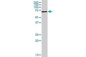 PKLR MaxPab rabbit polyclonal antibody. (PKLR anticorps  (AA 1-574))