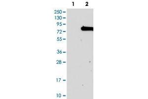 Western blot analysis of Lane 1: Negative control (vector only transfected HEK293T lysate), Lane 2: Over-expression Lysate (Co-expressed with a C-terminal myc-DDK tag (~3. (KIAA0020 anticorps)