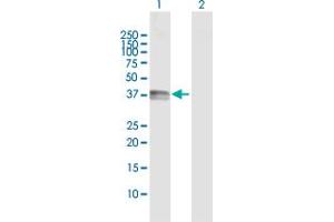 Western Blot analysis of CD1B expression in transfected 293T cell line by CD1B MaxPab polyclonal antibody. (CD1b anticorps  (AA 1-333))