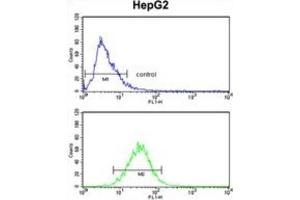 Flow Cytometry (FACS) image for anti-Aminomethyltransferase (AMT) antibody (ABIN3002783)
