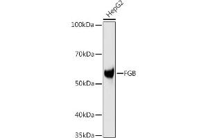 Western blot analysis of extracts of HepG2 cells, using FGB antibody (ABIN3021949, ABIN3021950, ABIN3021951 and ABIN6218213) at 1:1000 dilution. (Fibrinogen beta Chain anticorps  (AA 202-491))