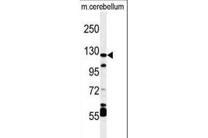 Western blot analysis of HIF1Alpha Antibody (C-term) (ABIN392176 and ABIN2841888) in mouse cerebellum tissue lysates (35 μg/lane).