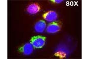 Isolated monocytes were stained with Lysotrack red followed by staining with Rabbit antibody to human myeloperoxidase (MPO): IgG (3µg/ml) for 1 hour at room temperature, washed and  followed by staining with goat anti-rabbit antibody conjugated to Alexa 488 (Green) for 1 hr. (Myeloperoxidase anticorps)