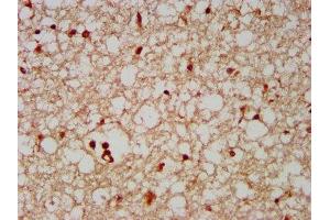 IHC image of ABIN7152338 diluted at 1:500 and staining in paraffin-embedded human brain tissue performed on a Leica BondTM system. (SERF2 anticorps  (AA 107-224))