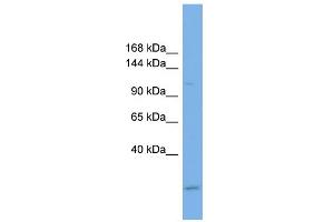 WB Suggested Anti-USP37 Antibody Titration: 0. (USP37 anticorps  (Middle Region))