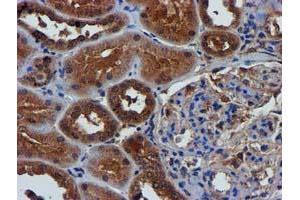 Image no. 1 for anti-Complement Component 1, S Subcomponent (C1S) antibody (ABIN1497565) (C1S anticorps)