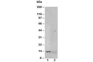 Western blot testing of NGF antibody and Lane 1:  recombinant human protein 10ng;  2: 5ng