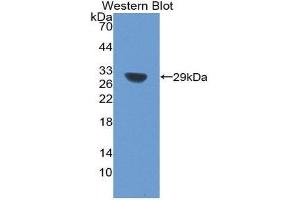 Western Blotting (WB) image for anti-Sirtuin 1 (SIRT1) (AA 238-482) antibody (ABIN3203820) (SIRT1 anticorps  (AA 238-482))