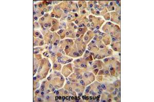 SEL1L antibody immunohistochemistry analysis in formalin fixed and paraffin embedded human pancreas tissue followed by peroxidase conjugation of the secondary antibody and DAB staining. (SEL1L anticorps  (AA 156-182))