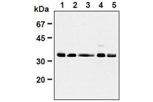 Western Blotting (WB) image for anti-Cyclin-Dependent Kinase 1 (CDK1) (AA 30-57), (AA 42-49) antibody (ABIN1449303) (CDK1 anticorps  (AA 30-57, AA 42-49))