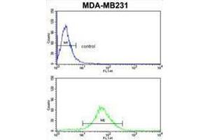 Flow Cytometry (FACS) image for anti-Flavin Containing Monooxygenase 3 (FMO3) antibody (ABIN3002867)