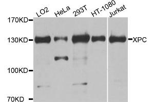 Western blot analysis of extracts of various cell lines, using XPC antibody. (XPC anticorps)