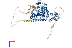 AlphaFold protein structure predicition of Human Recombinant RIPK2 Protein, UniprotID O43353