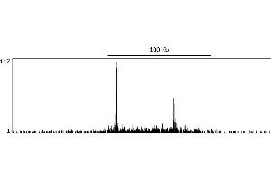 ChIP DNA-Sequencing (ChIP-seq) image for anti-DOT1-Like, Histone H3 Methyltransferase (S. Cerevisiae) (DOT1L) (AA 1000-1050) antibody (ABIN7454698) (DOT1L anticorps  (AA 1000-1050))