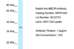 Western Blotting (WB) image for anti-Mitochondrial Trans-2-Enoyl-CoA Reductase (MECR) (C-Term) antibody (ABIN971129) (MECR anticorps  (C-Term))