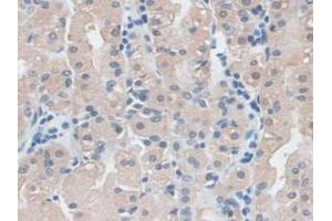 IHC-P analysis of Human Stomach Tissue, with DAB staining. (Ezrin anticorps  (AA 1-295))