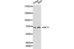 Western blot analysis of Jurkat cell and 293T cell lysate using NET1 antibody. (NET1 anticorps  (AA 1-300))