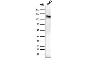 Western Blot Analysis of K562 cell lysate using CD43 Mouse Monoclonal Antibody (84-3C1). (CD43 anticorps)