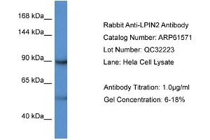 Western Blotting (WB) image for anti-Lipin 2 (LPIN2) (C-Term) antibody (ABIN786445) (Lipin 2 anticorps  (C-Term))