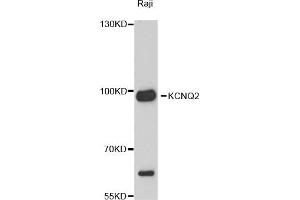 Western blot analysis of extracts of Raji cells, using KCNQ2 antibody (ABIN4904139) at 1:3000 dilution.
