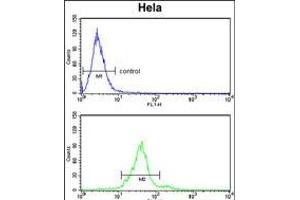Flow cytometry analysis of Hela cells (bottom histogram) compared to a negative control cell (top histogram). (GALNT2 anticorps  (N-Term))