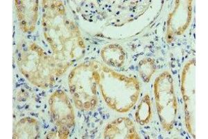 Immunohistochemistry of paraffin-embedded human kidney tissue using ABIN7168307 at dilution of 1:100 (UPF0568 Protein C14orf166 (RTRAF) (AA 1-244) anticorps)