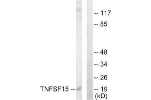 Western Blotting (WB) image for anti-Tumor Necrosis Factor (Ligand) Superfamily, Member 15 (TNFSF15) (C-Term) antibody (ABIN1849057) (TNFSF15 anticorps  (C-Term))