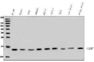 Western blot analysis of LSM7 using anti-LSM7 antibody (ABIN7598937). (LSM7 anticorps  (AA 1-103))