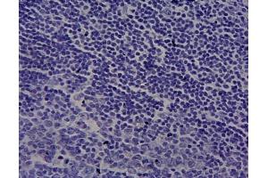 ABIN870663 Negative Control showing staining of paraffin embedded Human Tonsil, with no primary antibody.