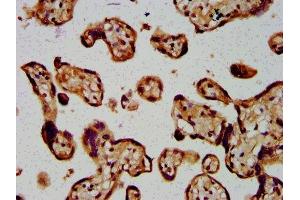 IHC image of ABIN7144635 diluted at 1:400 and staining in paraffin-embedded human placenta tissue performed on a Leica BondTM system. (ARRDC1 anticorps  (AA 288-433))