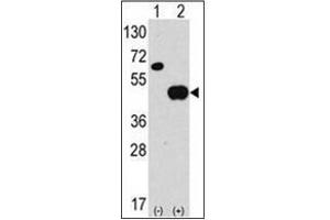 Western blot analysis of APG4B / ATG4B Antibody  in 293 cell line lysates transiently transfected with the ATG4B gene (2ug/lane).