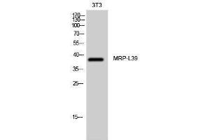 Western Blotting (WB) image for anti-Mitochondrial Ribosomal Protein L39 (MRPL39) (C-Term) antibody (ABIN3176109) (MRPL39 anticorps  (C-Term))
