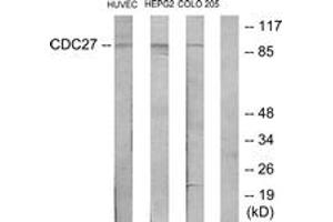Western Blotting (WB) image for anti-Cell Division Cycle 27 Homolog (S. Cerevisiae) (CDC27) (AA 361-410) antibody (ABIN2889899) (CDC27 anticorps  (AA 361-410))