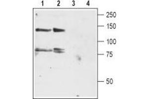 Western blot analysis of rat brain (lanes 1 and 3) and cerebellum (lanes 2 and 4) lysates: - 1,2. (KCNH4 anticorps  (C-Term, Intracellular))