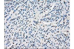 Image no. 5 for anti-P450 (Cytochrome) Oxidoreductase (POR) antibody (ABIN1497744) (POR anticorps)