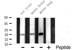 Western blot analysis of Histone 1F0 expression in various lysates (Histone H1 anticorps  (Internal Region))