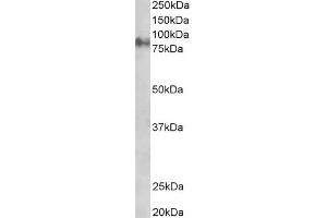 ABIN184775 staining (1µg/ml) of Rat Eye lysate (RIPA buffer, 35µg total protein per lane).