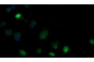 Image no. 2 for anti-Mitochondrial Ribosomal Protein S34 (MRPS34) antibody (ABIN1499567) (MRPS34 anticorps)