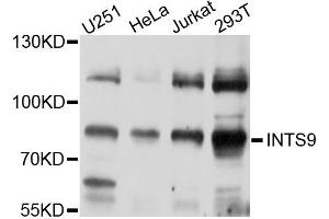 Western blot analysis of extracts of various cells, using INTS9 antibody. (INTS9 anticorps)