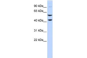 WB Suggested Anti-ATP6V1B2 Antibody Titration: 0. (ATP6V1B2 anticorps  (Middle Region))