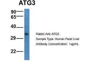 Host: Rabbit  Target Name: ATG3  Sample Tissue: Human Fetal Liver  Antibody Dilution: 1.