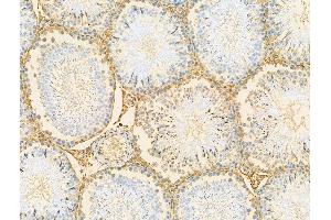 ABIN7094548 and ABIN7098597 at 1/100 staining Rat testis tissue by IHC-P. (RBM3 anticorps  (C-Term))