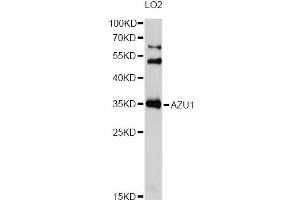 Western blot analysis of extracts of LO2 cells, using AZU1 Antibody (ABIN1877118) at 1:1000 dilution. (Azurocidin anticorps)