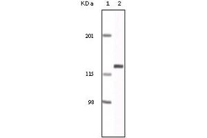 Western blot analysis using EphA2 mouse mAb against NIH/3T3 cell lysate. (EPH Receptor A2 anticorps)